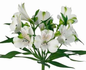 alstromeria