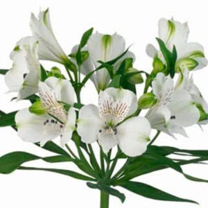 alstromeria