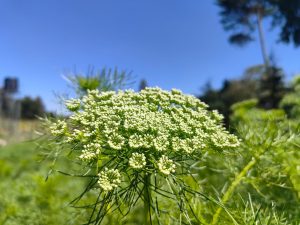 ammi visnaga