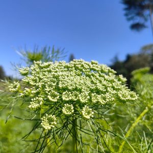 ammi visnaga