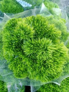 dianthus kiwi mellow