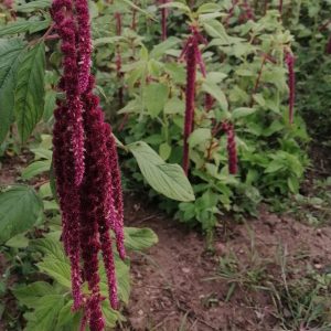 hanging amaranthus