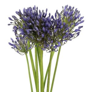 agapanthus