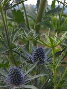 eryngium orion