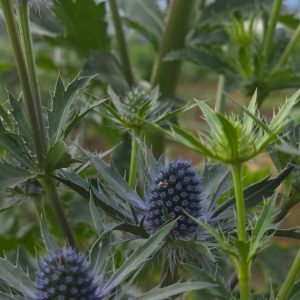 eryngium orion