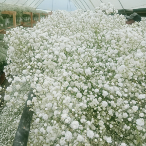 gysophila excellence