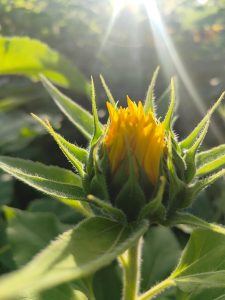 helianthus