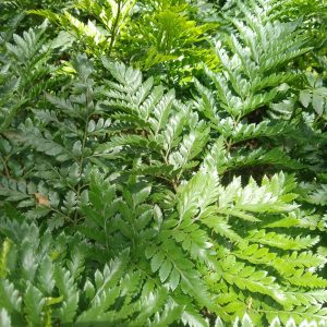 leather fern