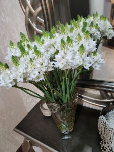 ornithogalum
