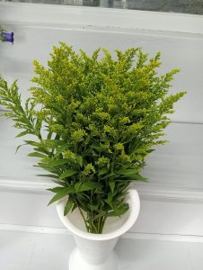 solidago