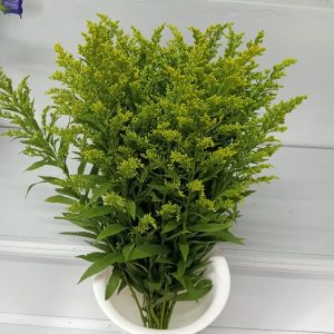 solidago
