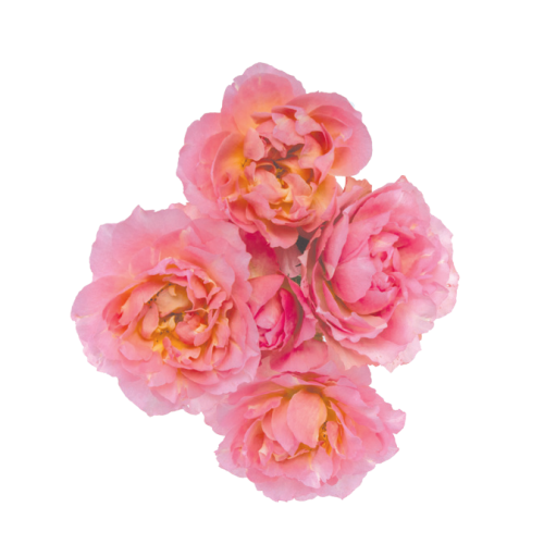 julietta-pretty-pink